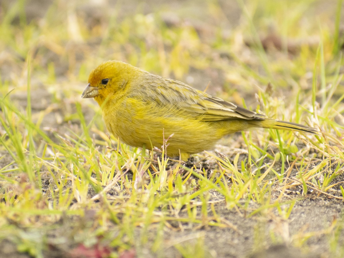 Saffron Finch - ML620810002