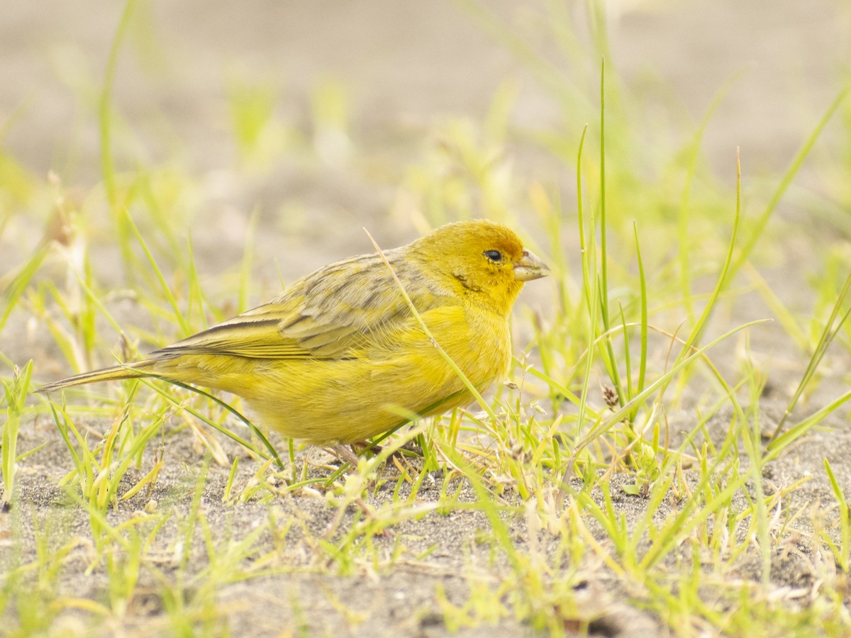 Saffron Finch - ML620810003