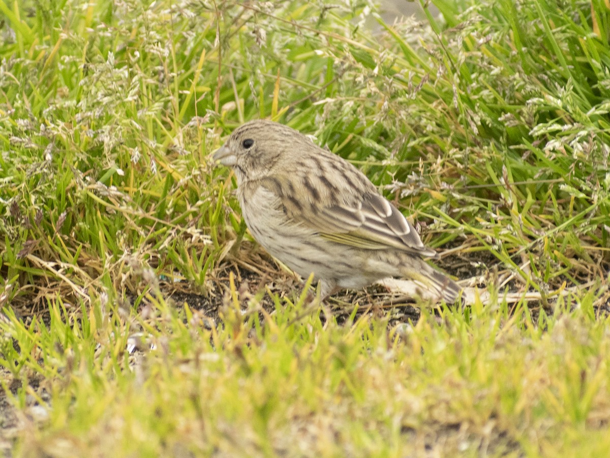 Saffron Finch - ML620810005