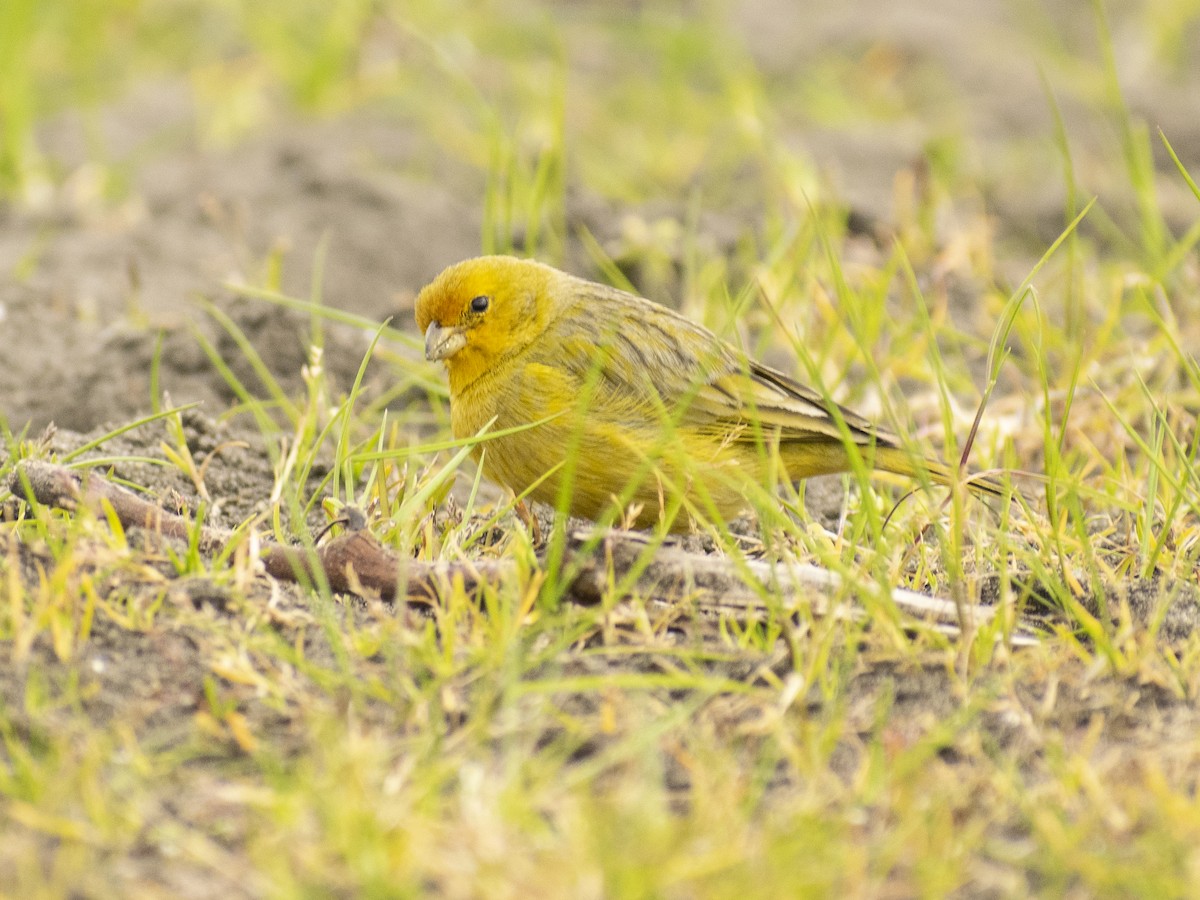 Saffron Finch - ML620810006