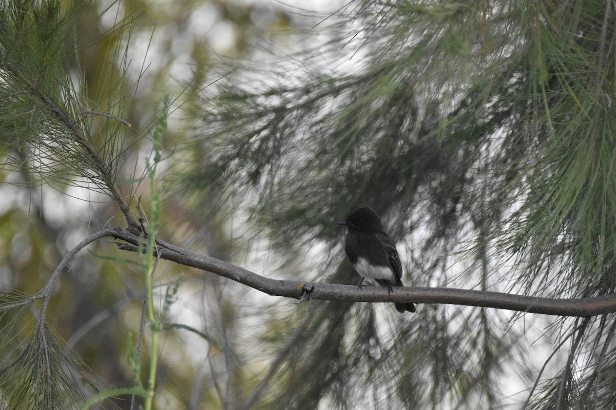 Black Phoebe - ML620810011