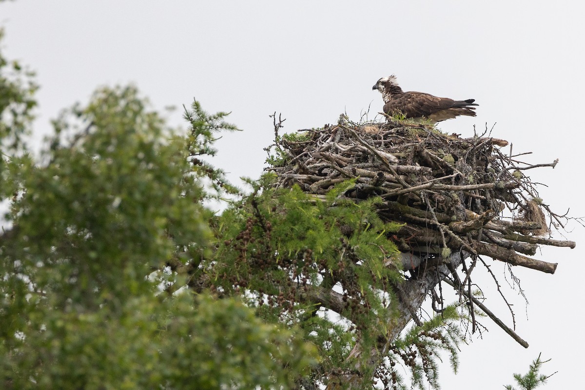 Osprey - ML620810029