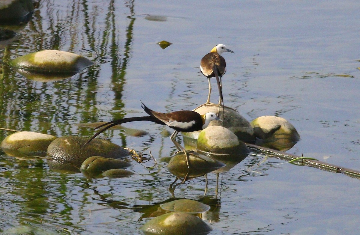 Pheasant-tailed Jacana - ML620810031