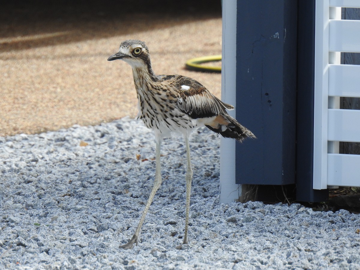 Bush Thick-knee - ML620810042