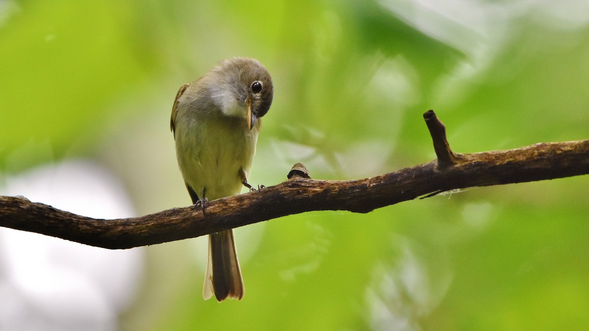 Alder Flycatcher - ML620810046