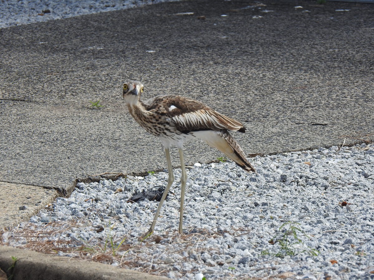 Bush Thick-knee - Monica Mesch