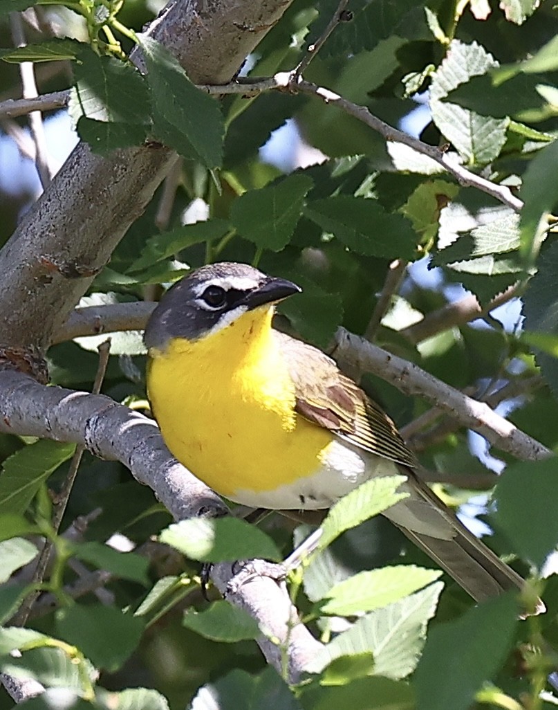 Yellow-breasted Chat - ML620810049