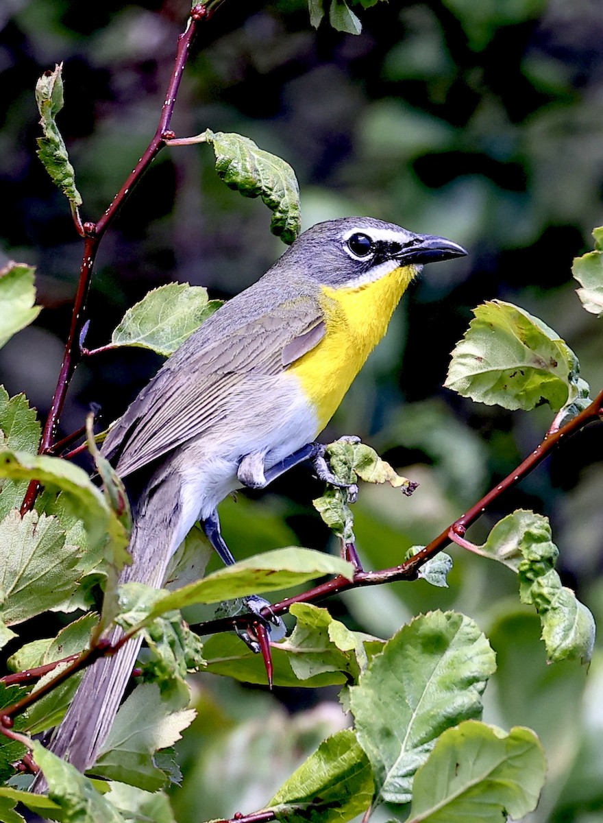 Yellow-breasted Chat - ML620810050