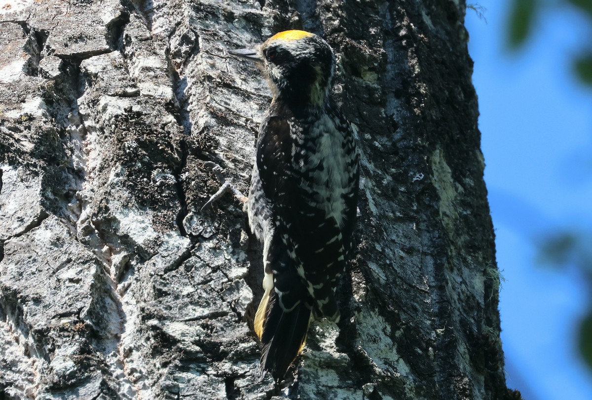 American Three-toed Woodpecker (Northwest) - ML620810055