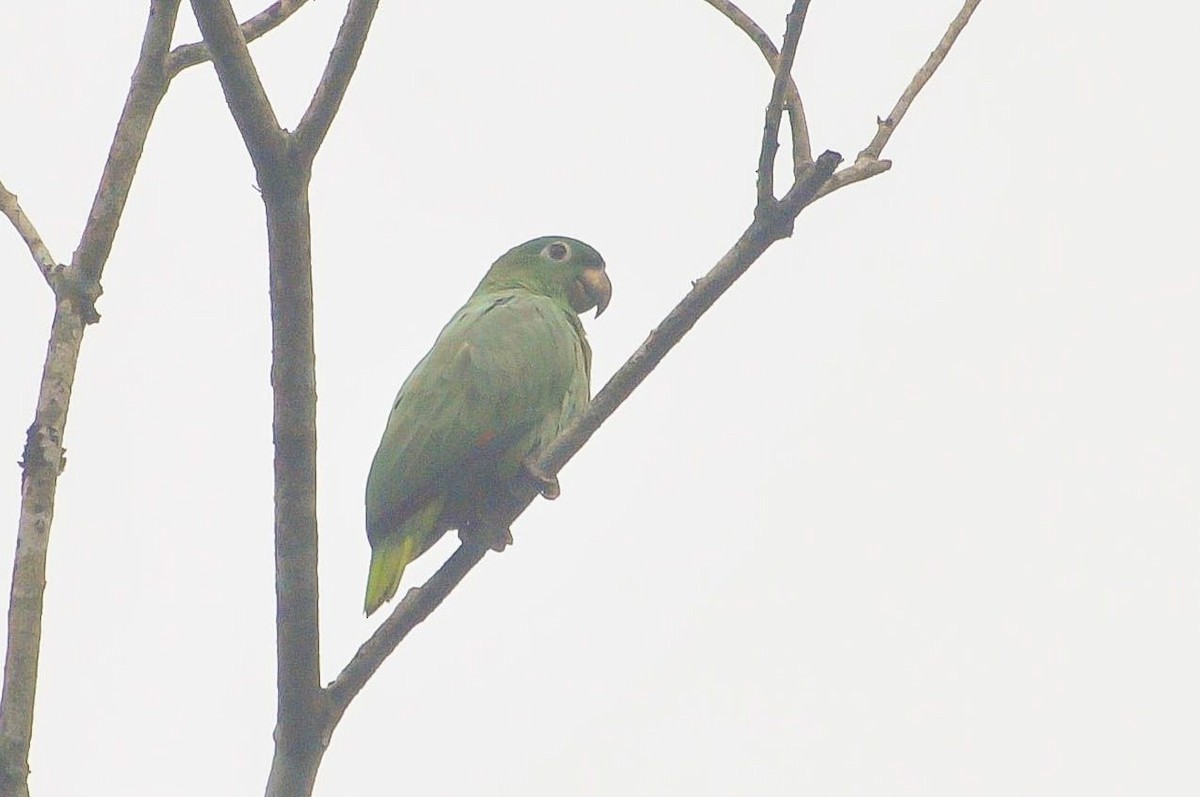 Mealy Parrot - ML620810056