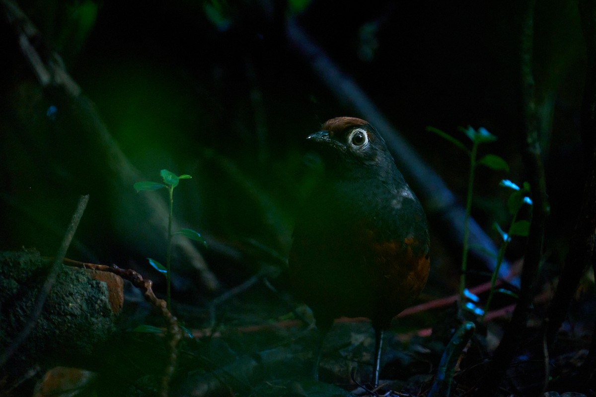 Schwarzkehltapaculo - ML620810057