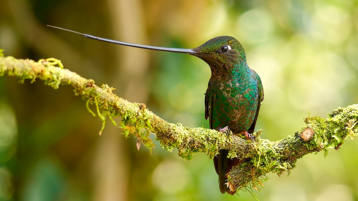 Sword-billed Hummingbird - ML620810063