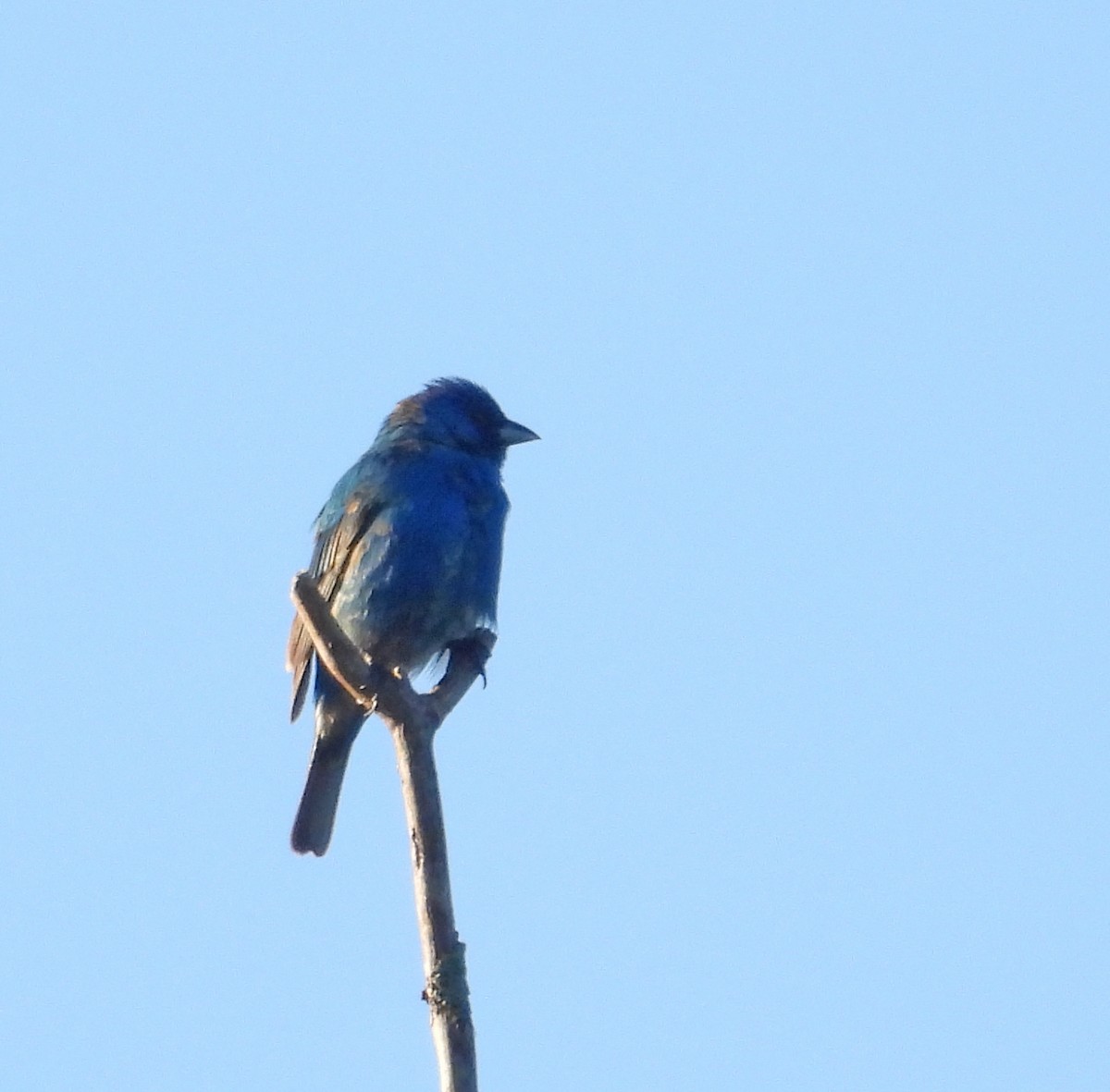 Indigo Bunting - ML620810064