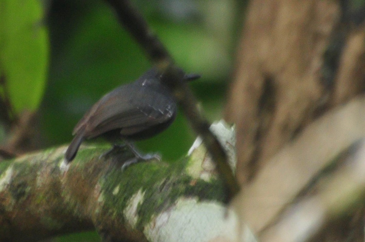 Plumbeous Antvireo - ML620810065