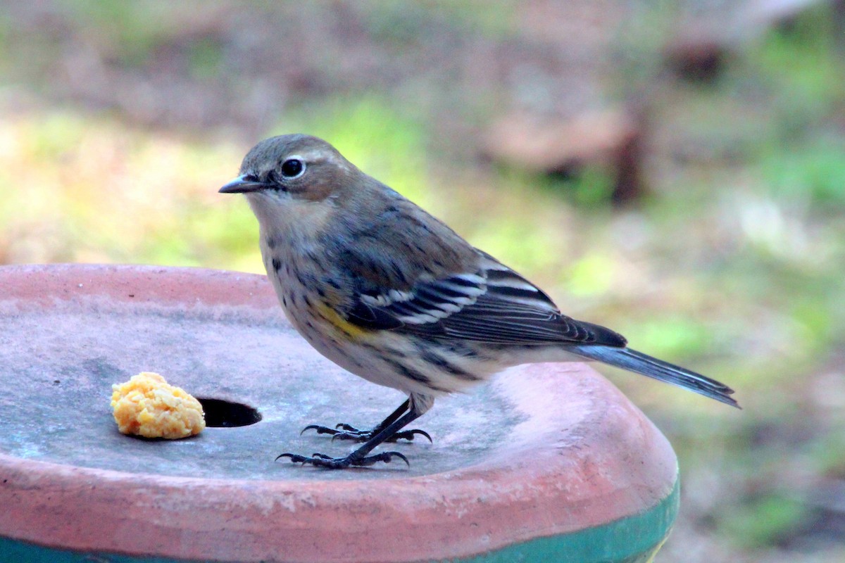 Yellow-rumped Warbler - ML620810066