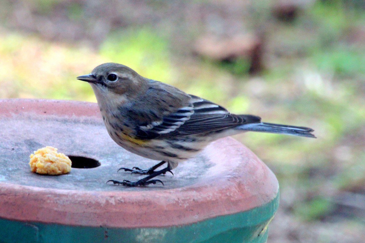 Yellow-rumped Warbler - ML620810067