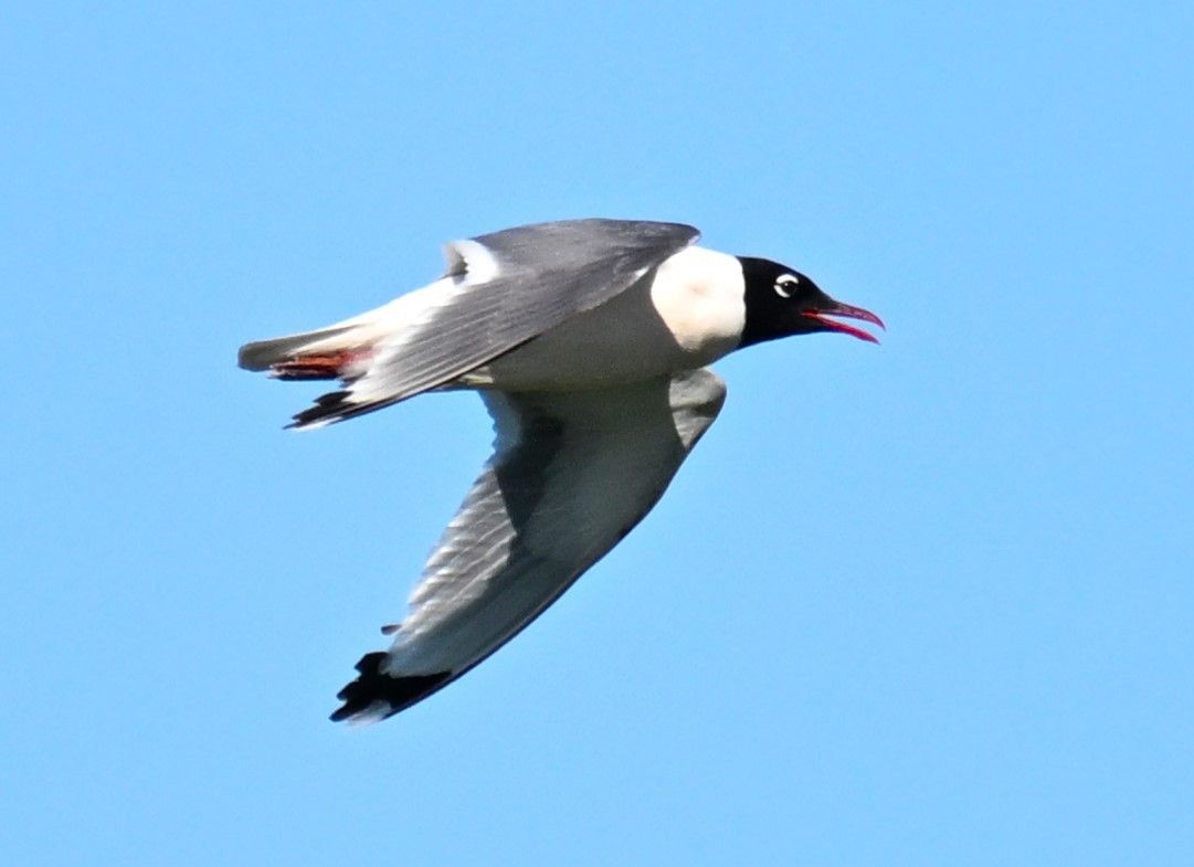 Franklin's Gull - ML620810071