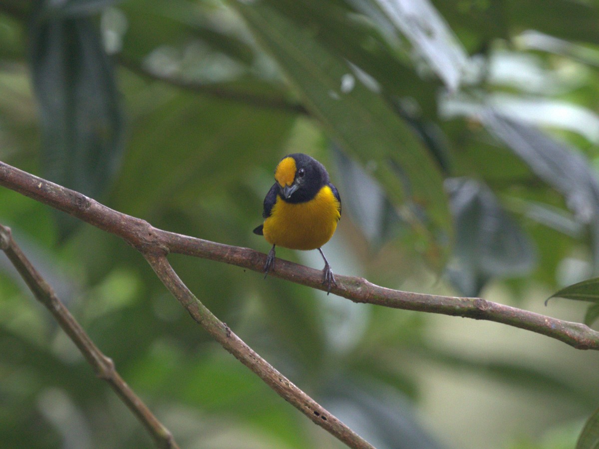 Orange-bellied Euphonia - ML620810078