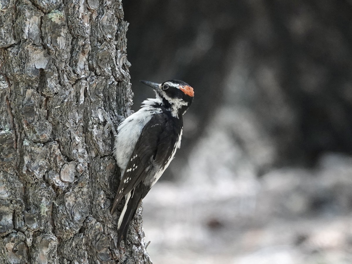 Hairy Woodpecker - ML620810082