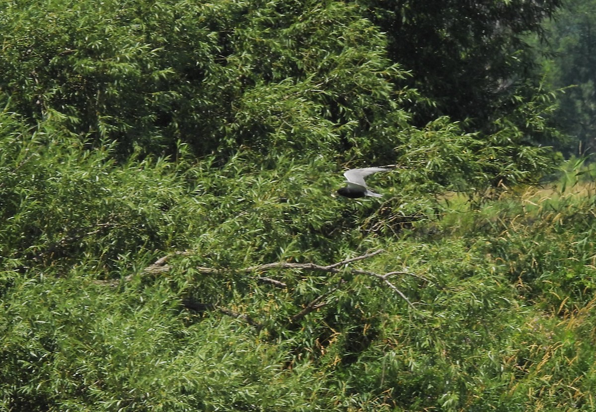 Black Tern - ML620810084