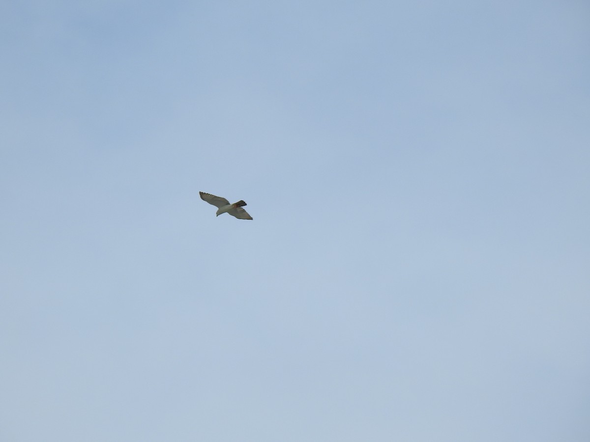 Nankeen Kestrel - Monica Mesch