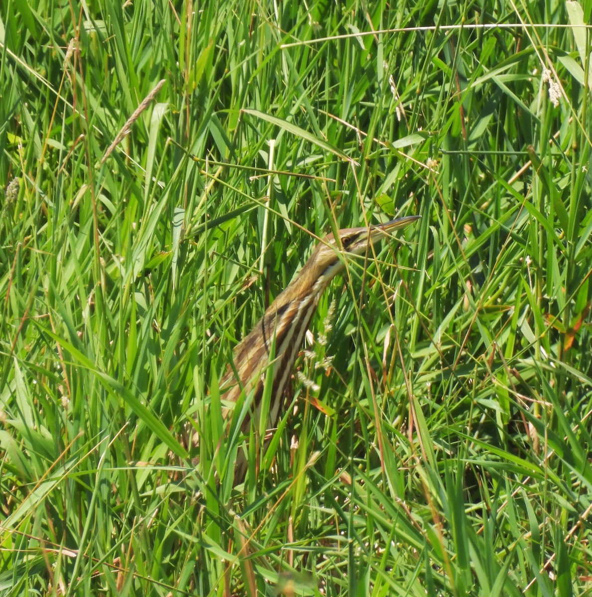 American Bittern - ML620810087