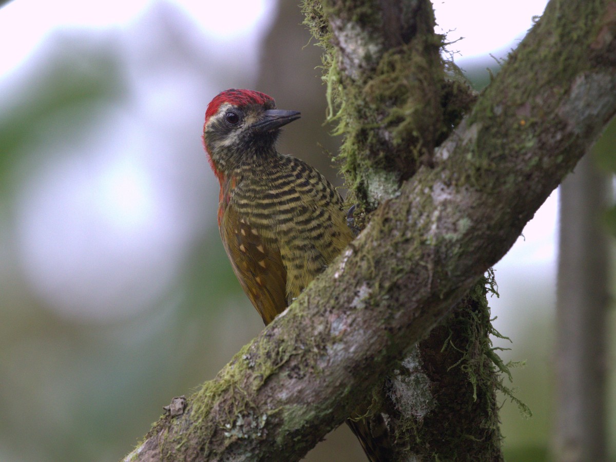 Yellow-vented Woodpecker - ML620810089