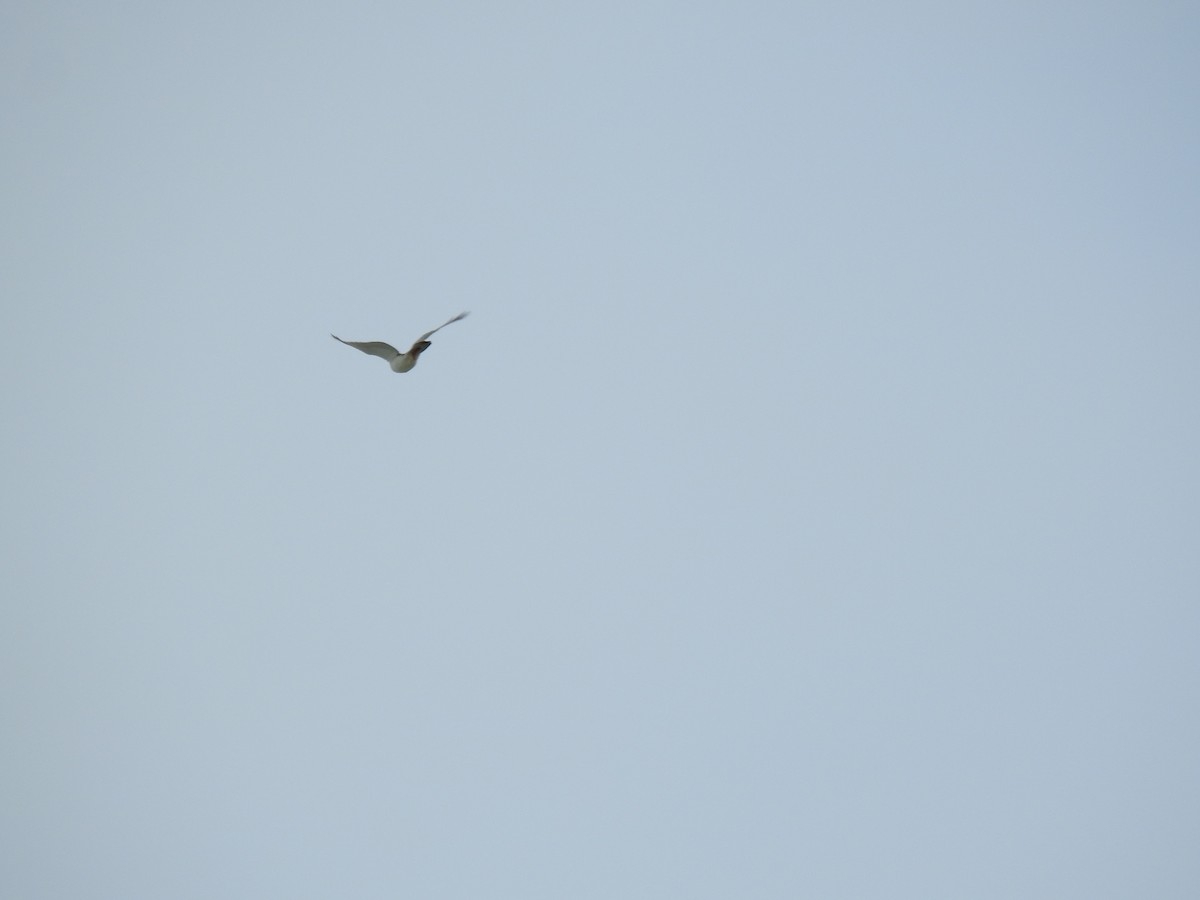 Nankeen Kestrel - ML620810090