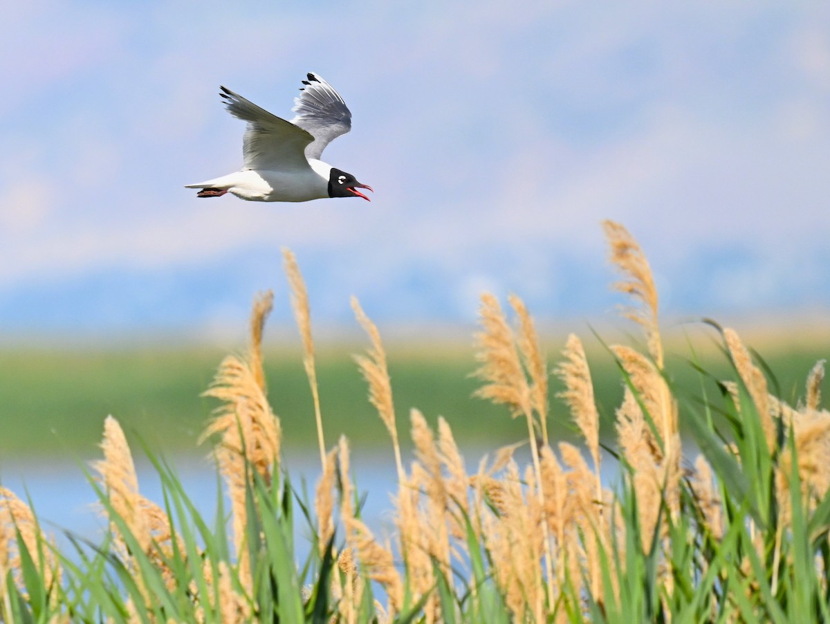 Franklin's Gull - ML620810091