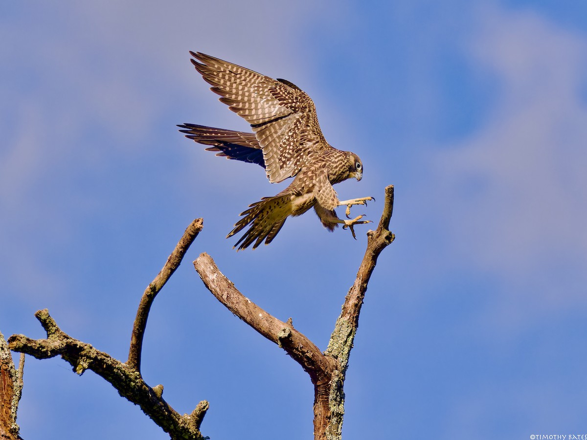 Peregrine Falcon - ML620810092