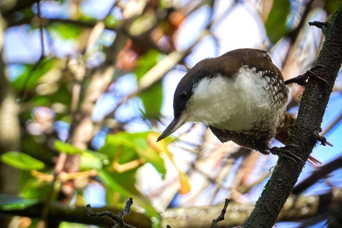 White-throated Treerunner - ML620810093