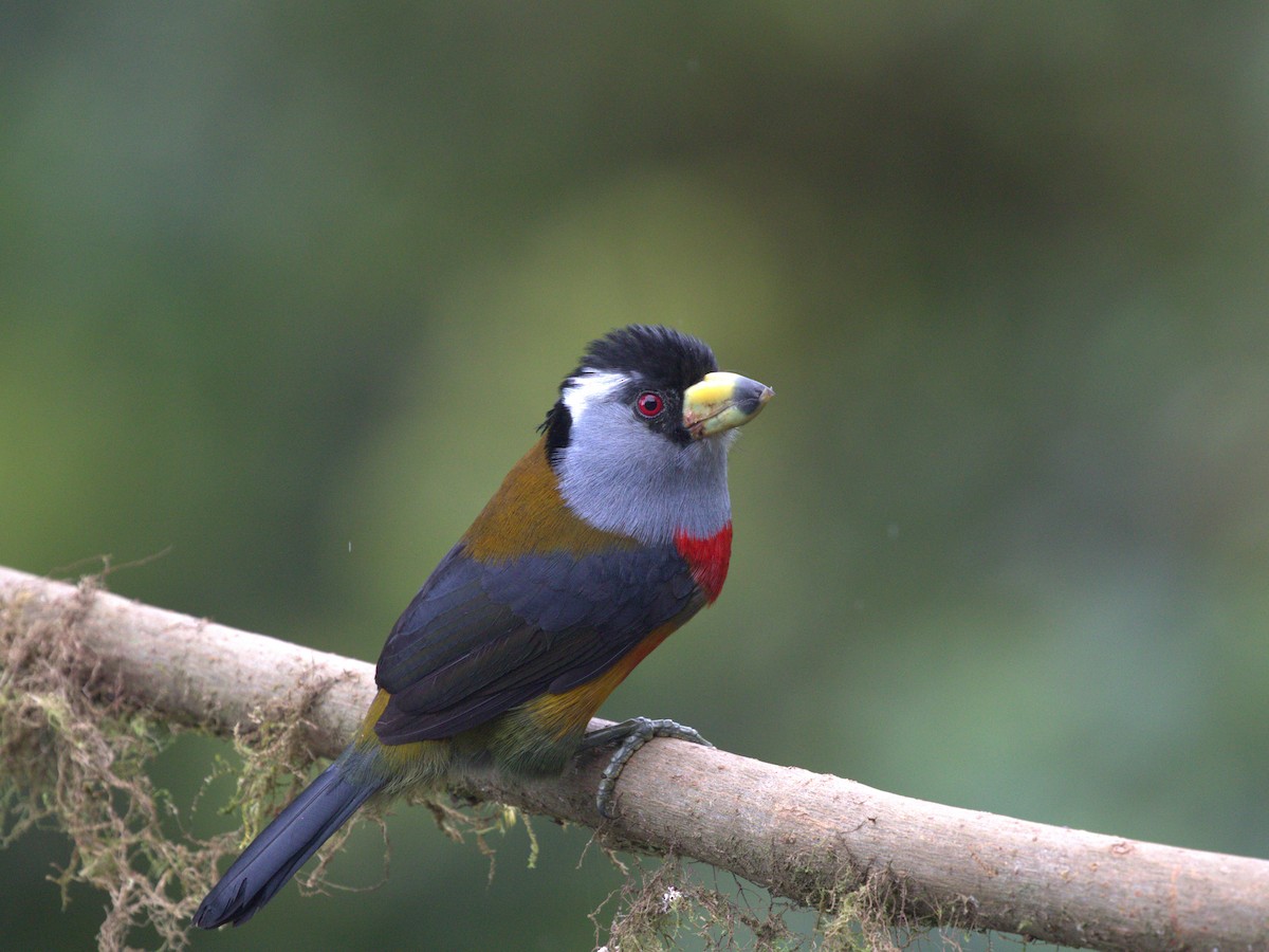 Toucan Barbet - ML620810095