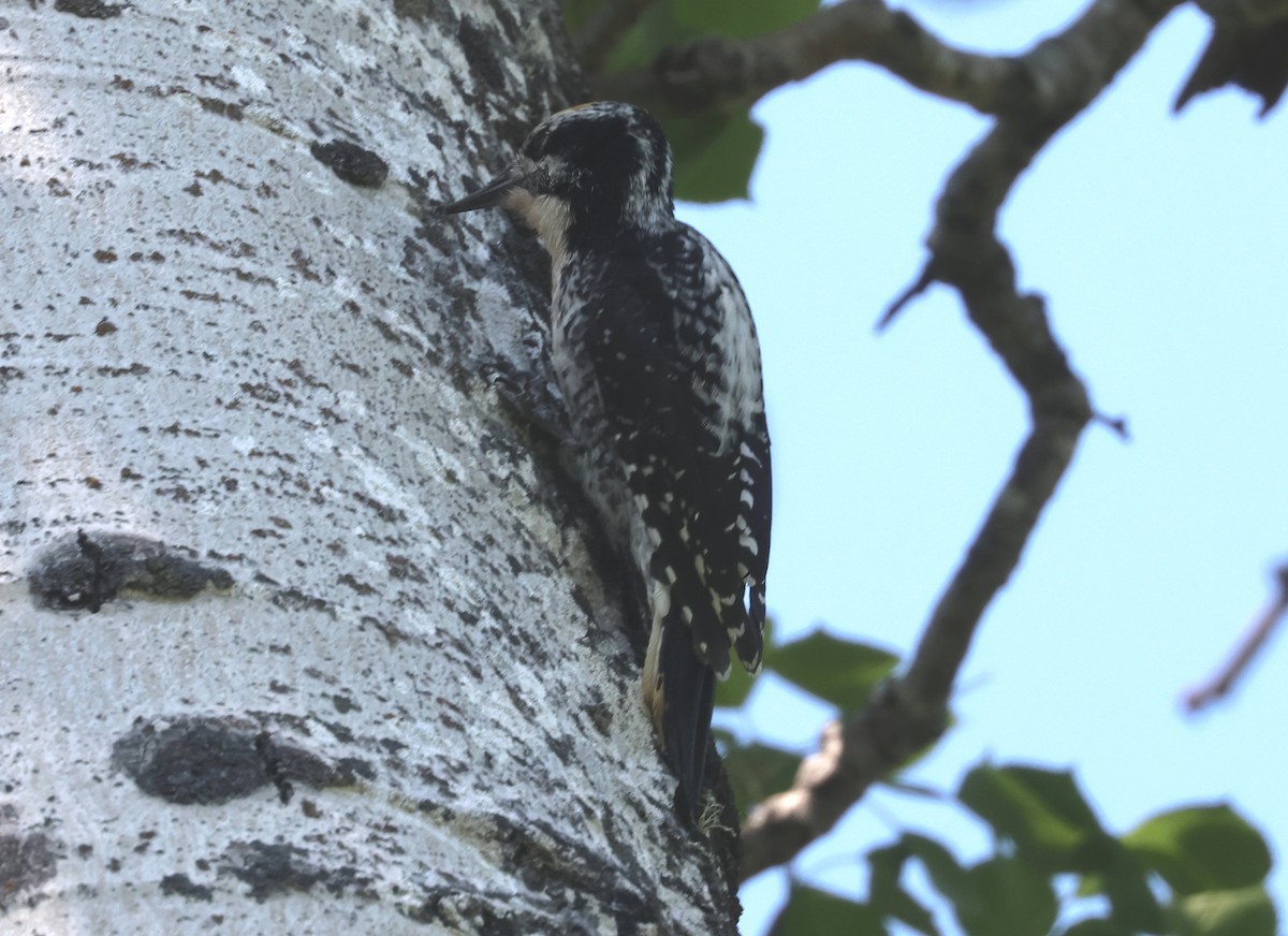 Amerika Üç Parmaklı Ağaçkakanı (fasciatus) - ML620810097