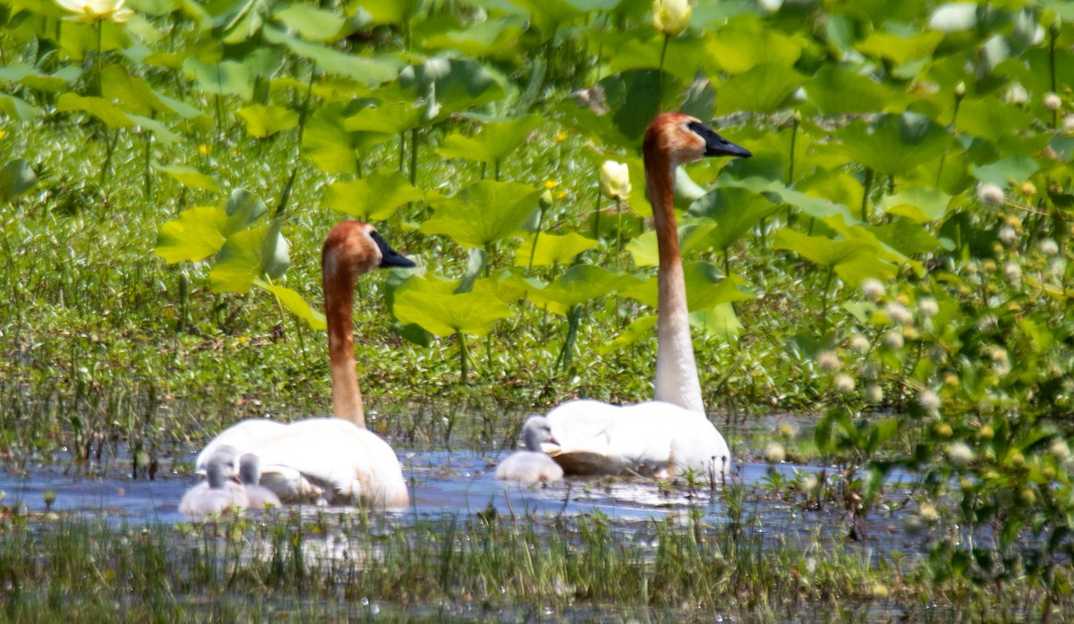 Trumpeter Swan - ML620810101