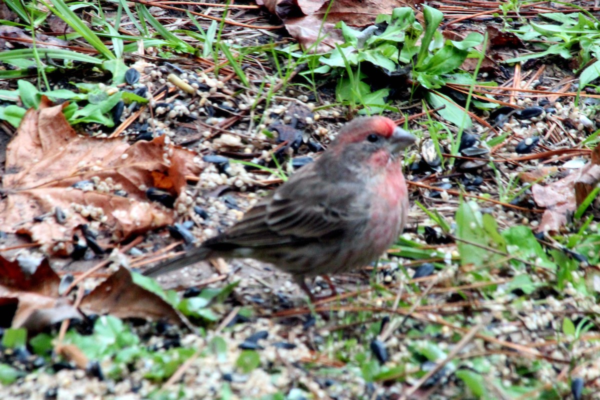 House Finch - ML620810102