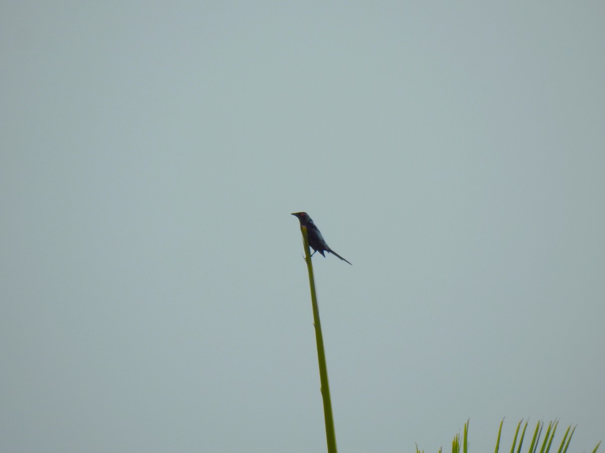 Metallic Starling - ML620810104