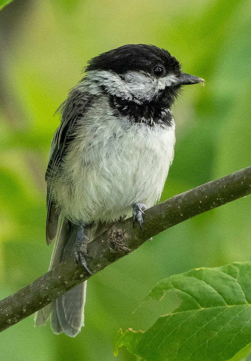 Black-capped Chickadee - ML620810105