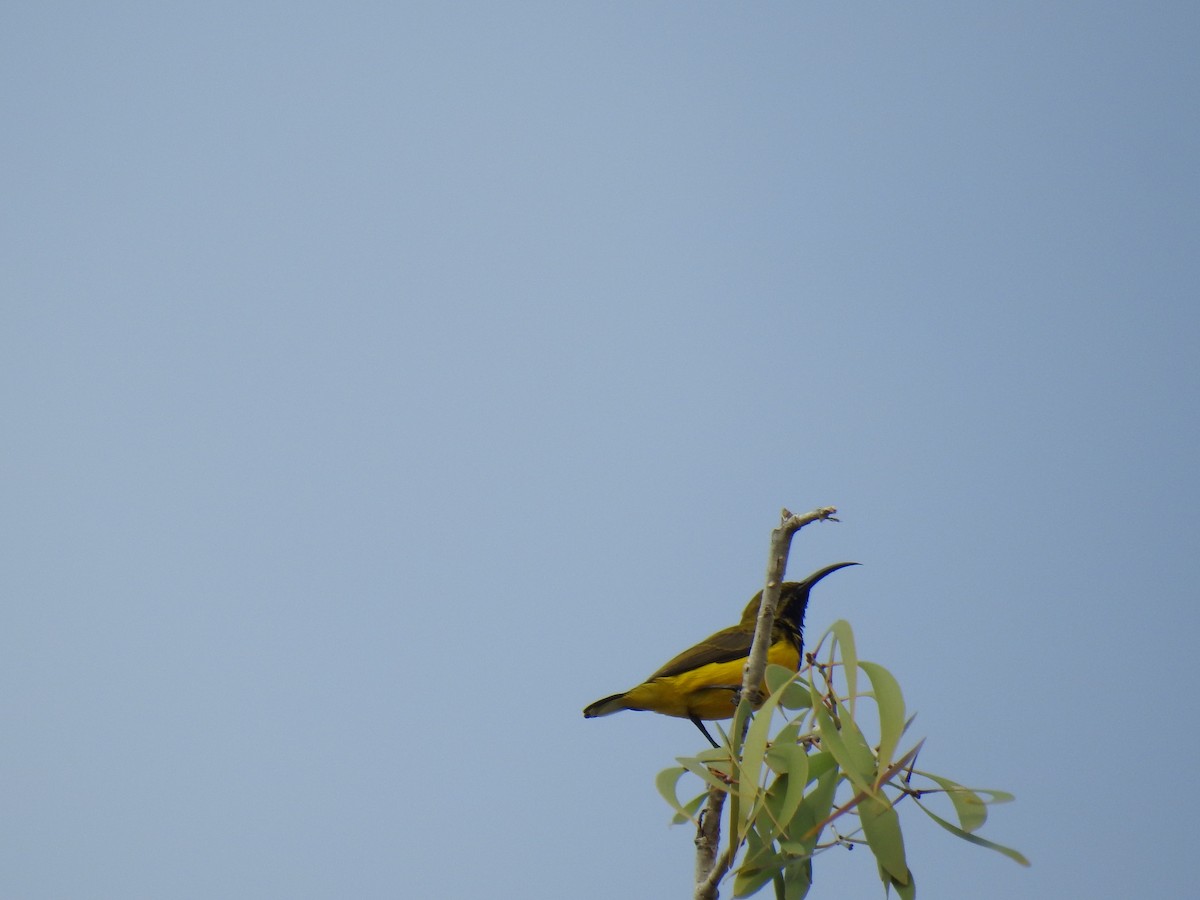 Sahul Sunbird - ML620810107