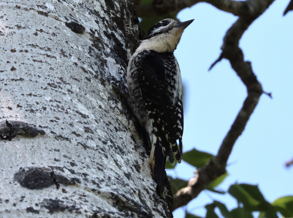 American Three-toed Woodpecker (Northwest) - ML620810108