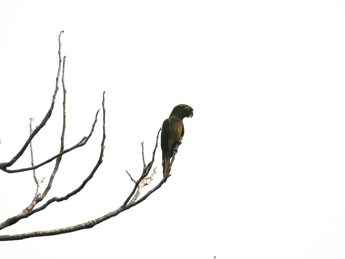 Olive-throated Parakeet - ML620810109