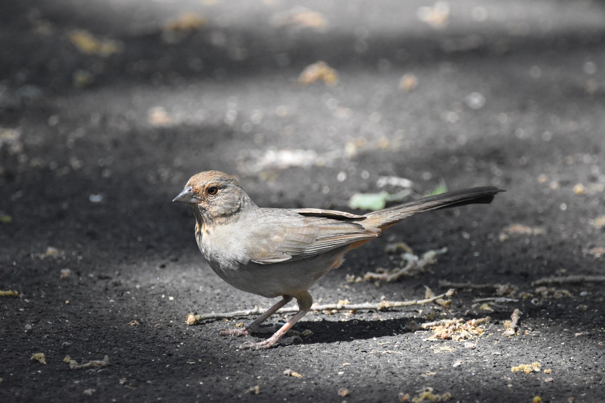 California Towhee - ML620810110