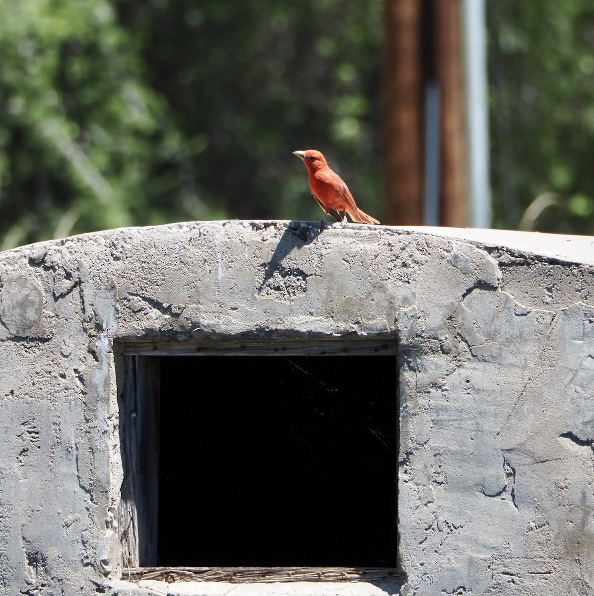 Summer Tanager - ML620810123