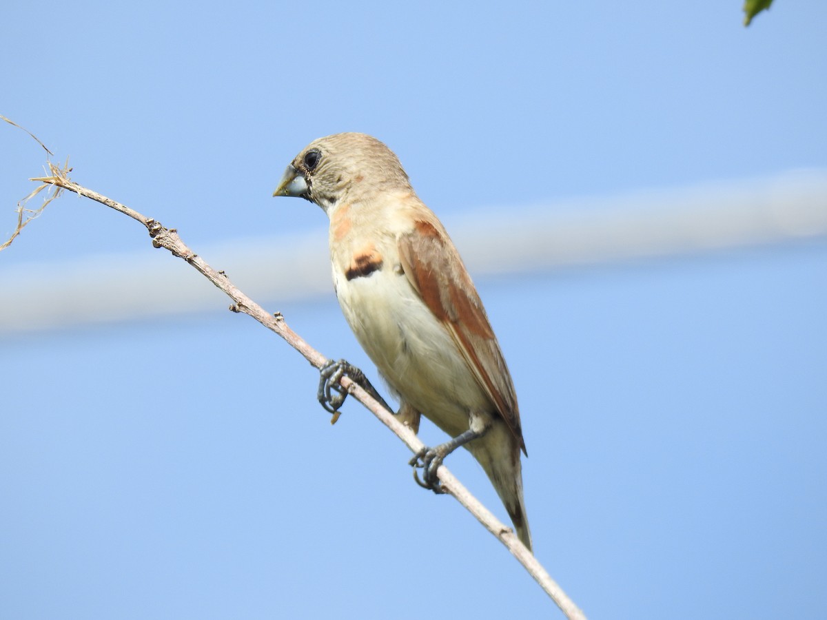 Chestnut-breasted Munia - ML620810125