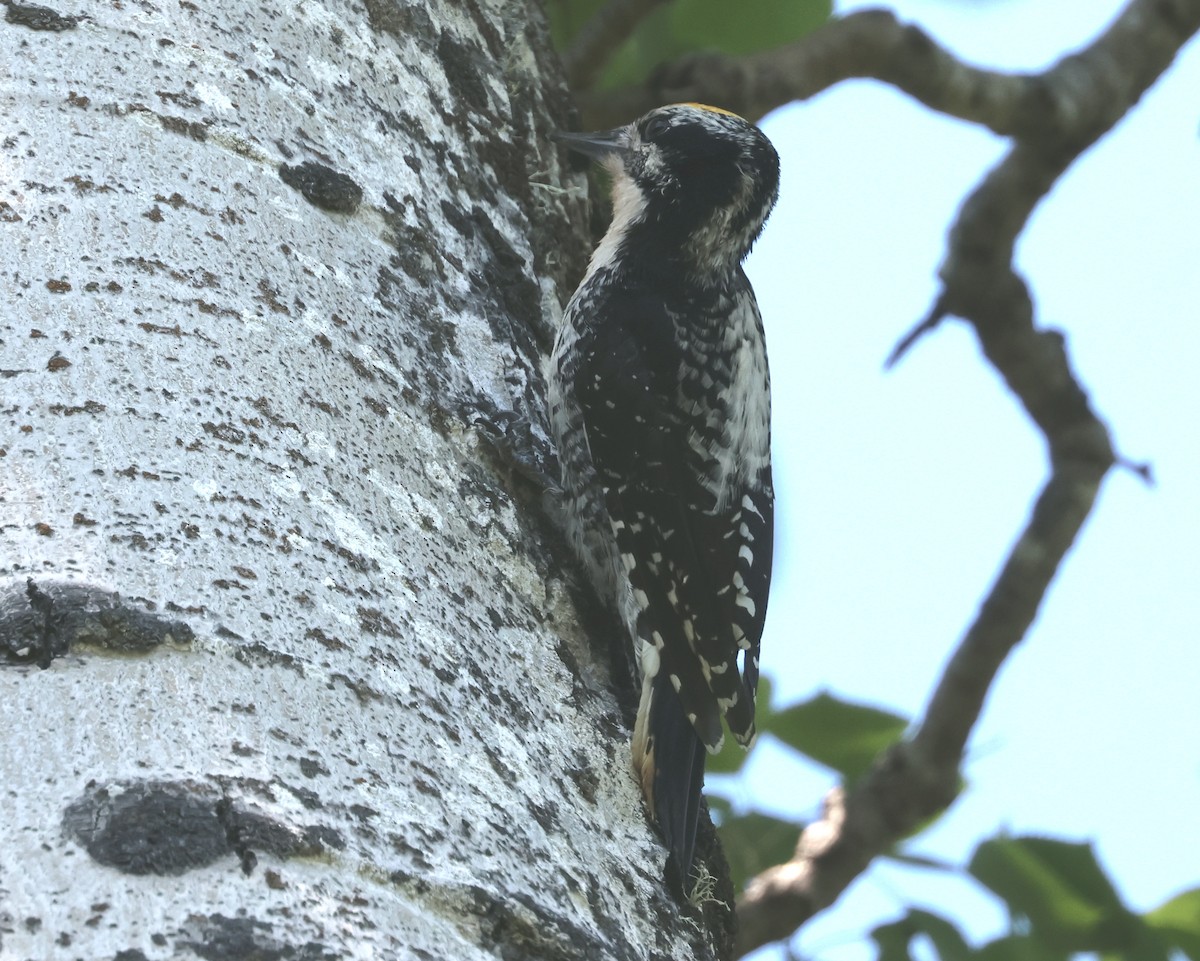 American Three-toed Woodpecker (Northwest) - John Drummond