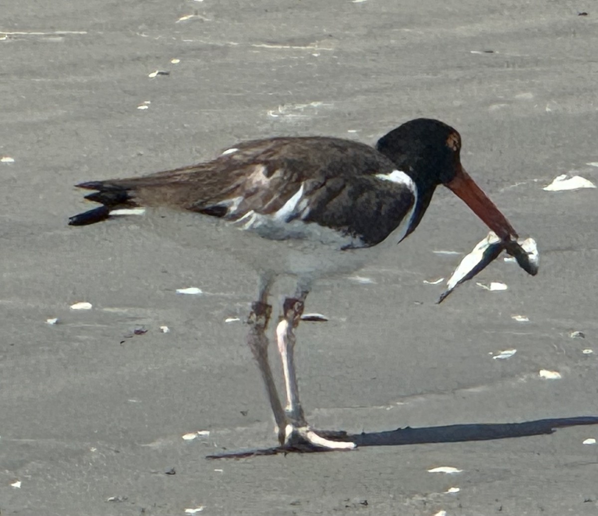 American Oystercatcher - ML620810127