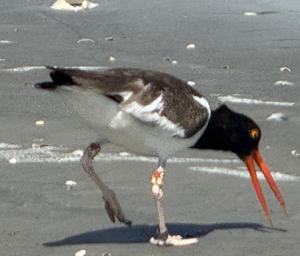 American Oystercatcher - ML620810128