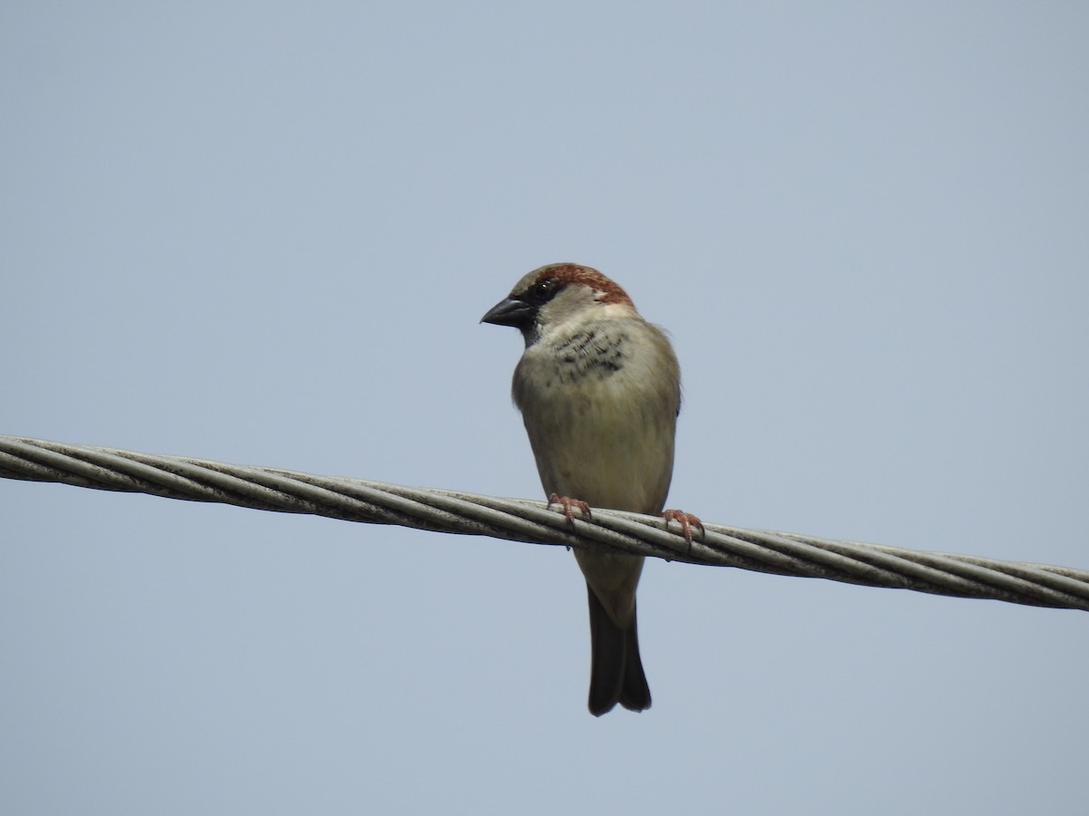 House Sparrow - ML620810134