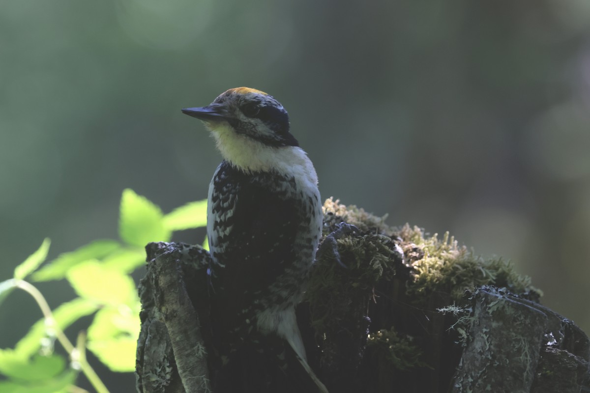 Amerika Üç Parmaklı Ağaçkakanı (fasciatus) - ML620810136