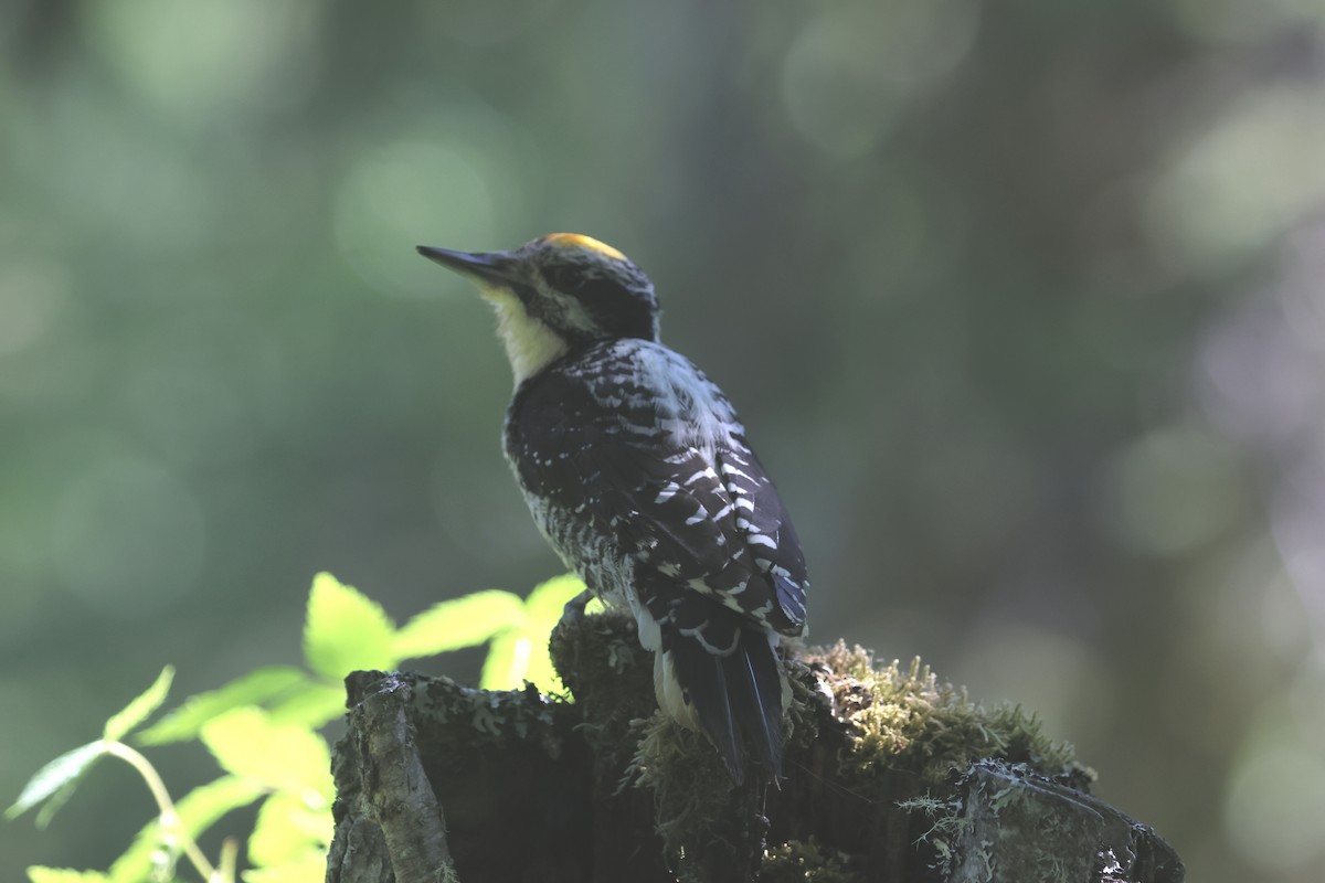 American Three-toed Woodpecker (Northwest) - ML620810145