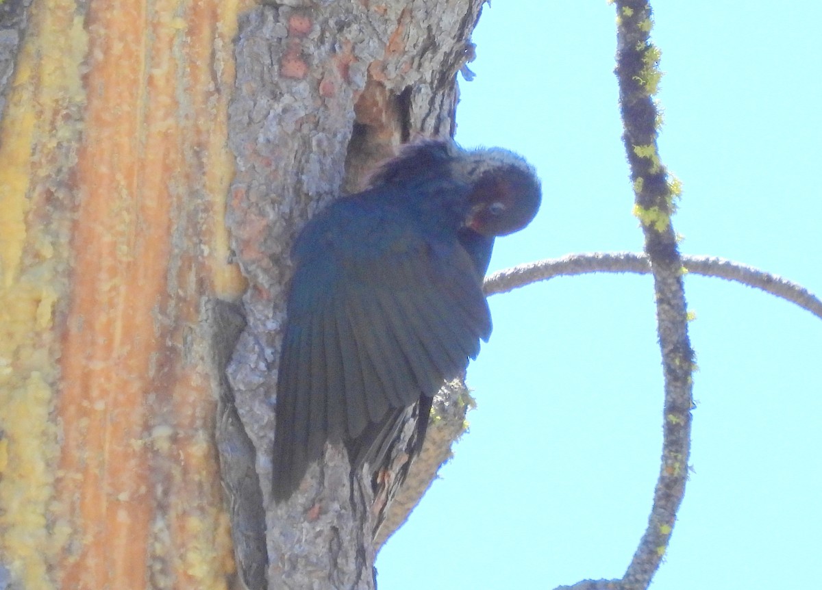 Lewis's Woodpecker - ML620810151